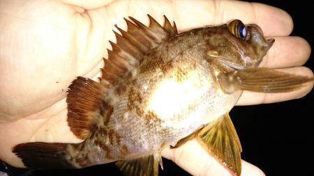 ガシラの魚影濃い